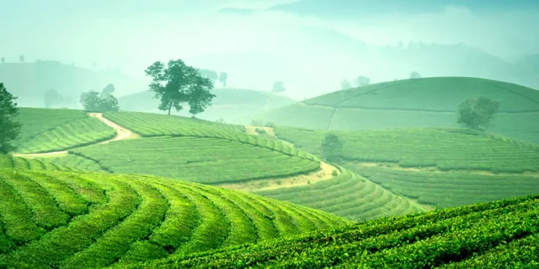 The Ultimate Munnar Holiday Guide: Best Places, Tips & Itinerary The Ultimate Munnar Holiday Guide: Best Places, Tips & Itinerary