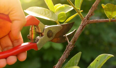 Pruning for Plant Health: How Correct Cuts Improve Growth, Flowering and Longevity