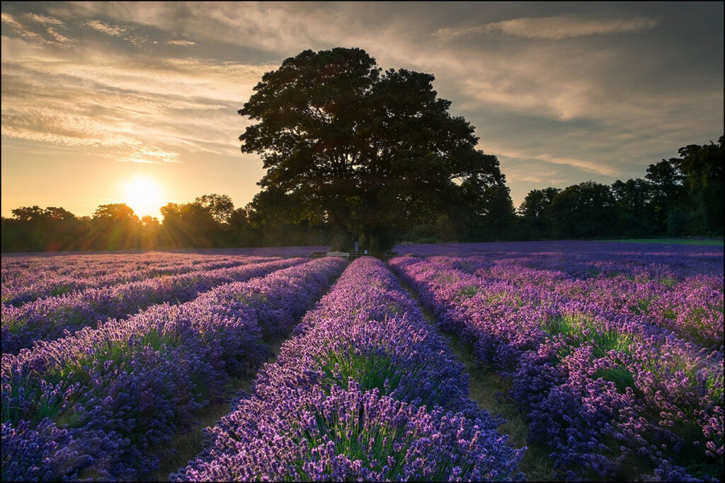 Mayfield Lavender Farm Review 2026: London’s Most Breathtaking Day Trip? 25 Acres of Purple Magic