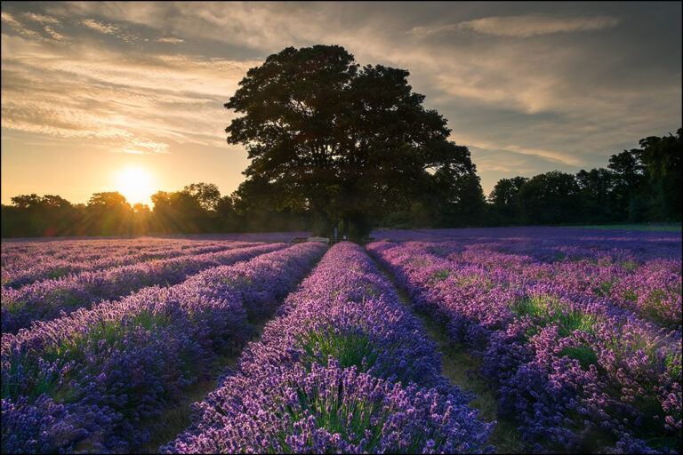 Mayfield Lavender Farm Review 2026: London’s Most Breathtaking Day Trip? 25 Acres of Purple Magic