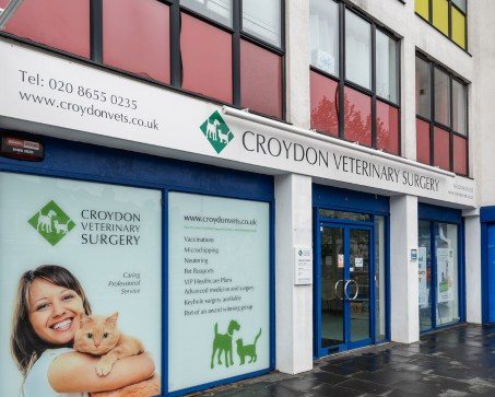 Vetscriptions Croydon Review 2026: The London Pet Pharmacy Saving Owners 40% on Vet Meds Vetscriptions Croydon Review 2026: The London Pet Pharmacy Saving Owners 40% on Vet Meds