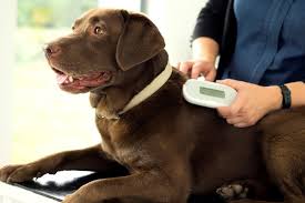 SmartTrace Review London 2026: Inside Britain’s Pet Microchip Database, Tested SmartTrace Review London 2026: Inside Britain’s Pet Microchip Database, Tested